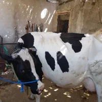 گاو و گوساله هلشتاین