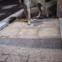 سگ‌ سراب