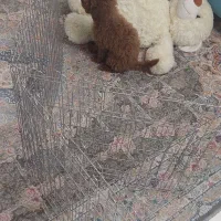 پارک سگ
