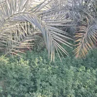 گررد افشانی درخت خرما (بوه دادن)