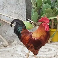 فروش خروس