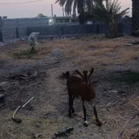 فروش 2عدد تالی آبستن 3ماهه