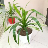 دوعدد گل پاندانوس سرحال