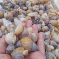 حلزون البینو