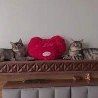 گربه نروماده بریتیش ماده حامله