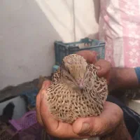 ۲عدد بلدرچین ماده تخمگذار