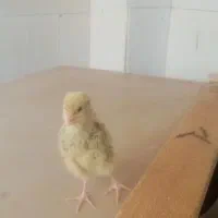 جوجه بلدرچین