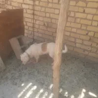 سگ رایگان