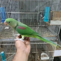 شاه طوطی 6 ماهه رام