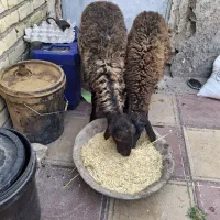 بره