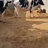 گاو|حیوانات مزرعه|بافت, |دیوار