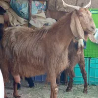 بز ماده