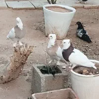 کبوتر طوقی
