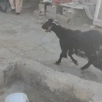 بز وطنی