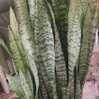 گل سانسوریا