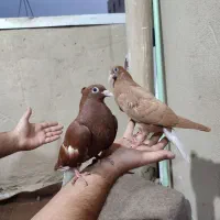 کبوتر رنگی