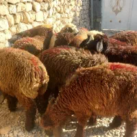 ۱۱بره ماده ترکی سپیدان