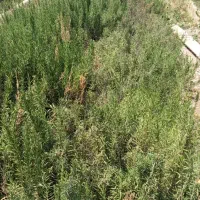 رزماری درجه یک و معطر