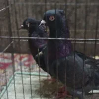 جفت  سبز کاکلی