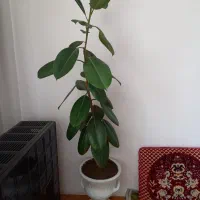 گل فیکوس