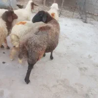 میش