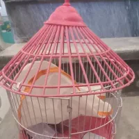 قفس طرقه