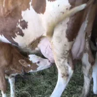 4 عدد گاو شیری درجه یک به همراه 4 گوساله