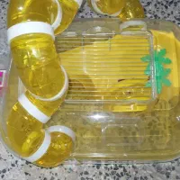 همسترخ