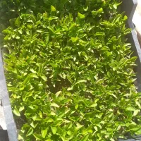 نشا گوجه فلفل شیرین و تند و دلمه