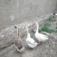 یک جفت غاز سه ماهه