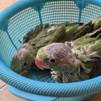 فروش یک عدد جوجه شاه طوطی  سرلاکی