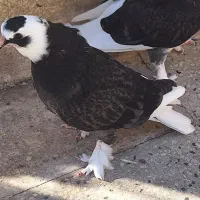 کبوتر کفتر