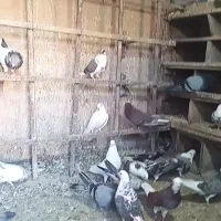 پرنده‌تعدادی‌