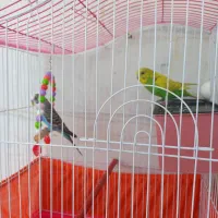 مرغ عشق نر و ماده
