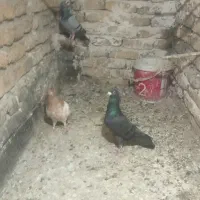 کبوتر در پرند