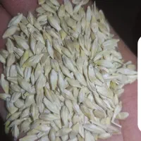 ۲۵۰۰کیلو فروشی جو