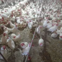 مرغ تخمگذار دونه ای 290تومان
