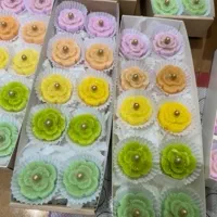 نبات کادویی و خانگی