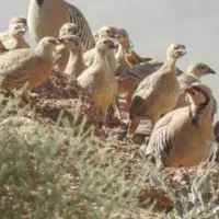 جوجه کوهی ۱۱ روزه