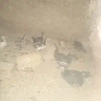 جوجه|حیوانات مزرعه|تایباد, |دیوار