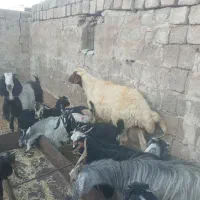 ۱راس قورچ جوان داشتی۳۸ملیون۵۰۰