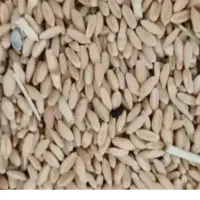 فروش فوری گندم آبی تازه
