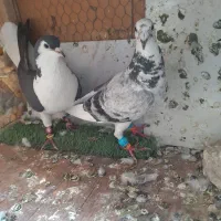 کفتر