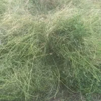 فروش علف باغ