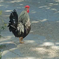 خروس نژاددار
