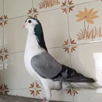 کبوتر دمگیر نر سینه دمپاک بدرنگ روزگاری دونسته