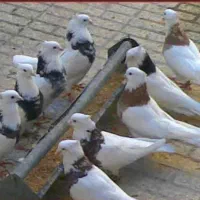یک جفت طوقی نر و ماده کاکل پاپر