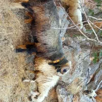 قوچ سناتوری بختیاری