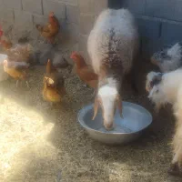 بره ماده چینی نژاد دار.