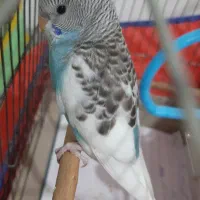 ۴ عدد جوجه مرغ عشق